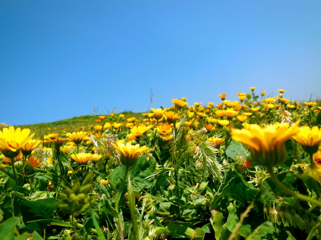 Calendula field