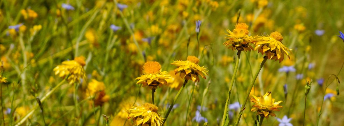 Paper daisies n bluebells, H.Wedd