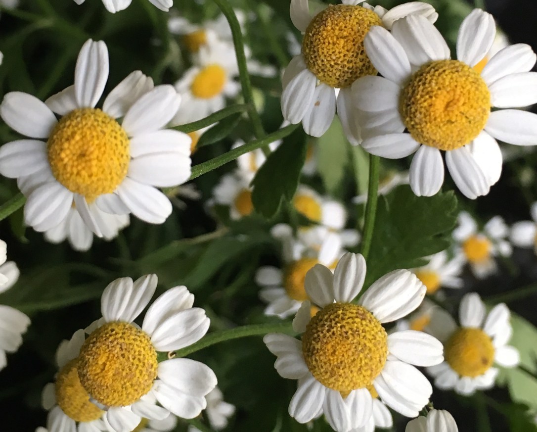 Feverfew H.Wedd