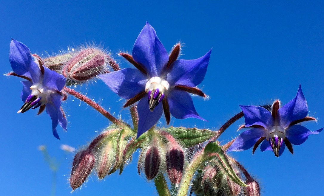 Borage
