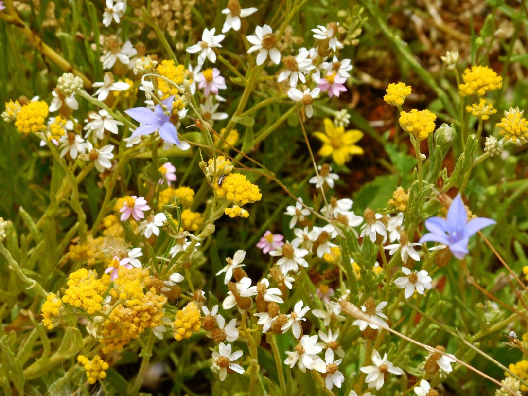 bluebell and wildflowers