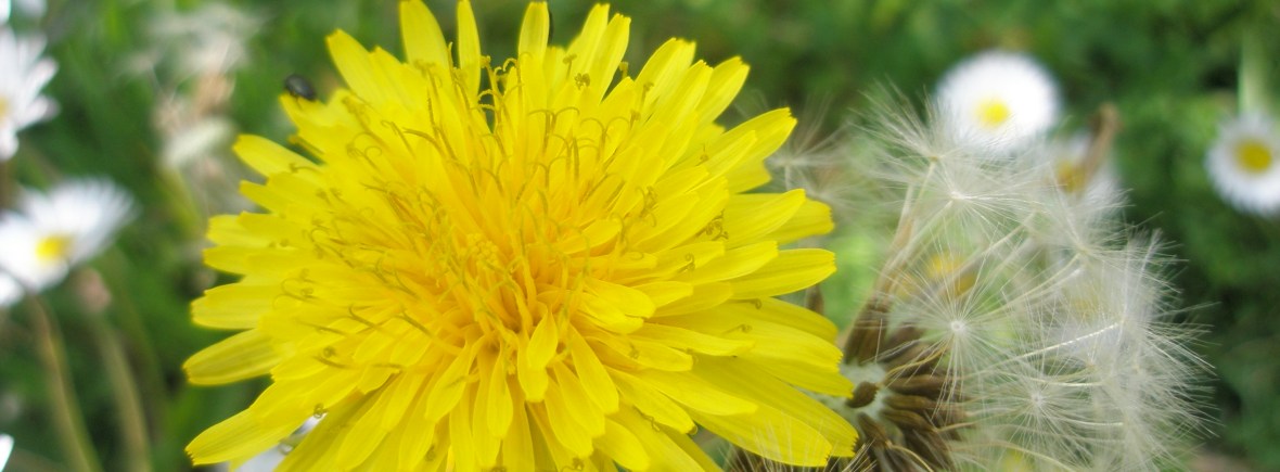 Dandelion