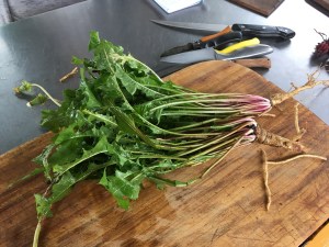 Dandelion greens