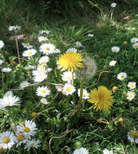 Dandelions