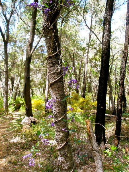 Native Wisteria round a tree