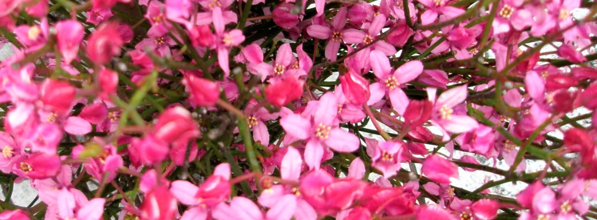 Boronia flower code
