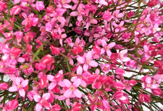 Boronia flower code