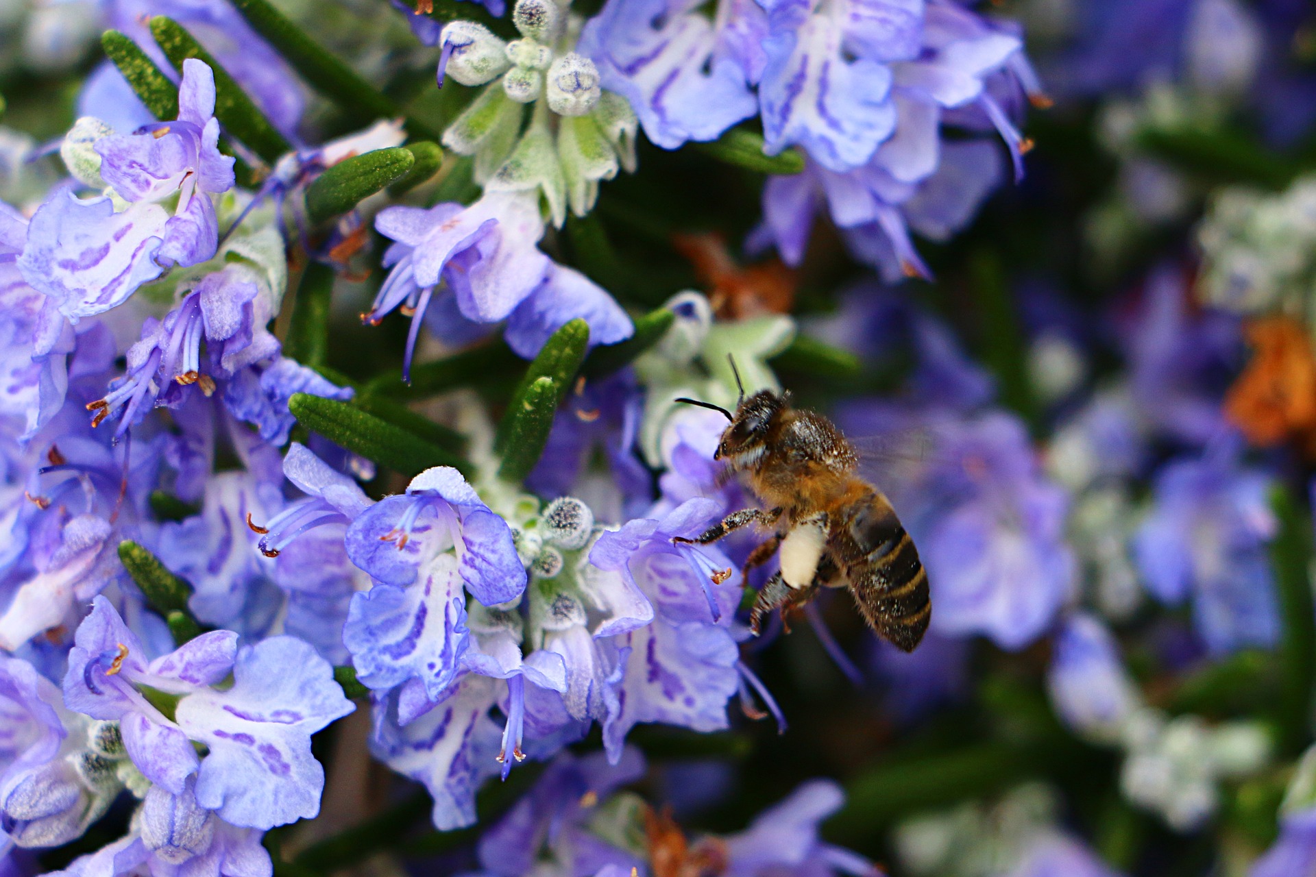 Rosemary flowers and bee