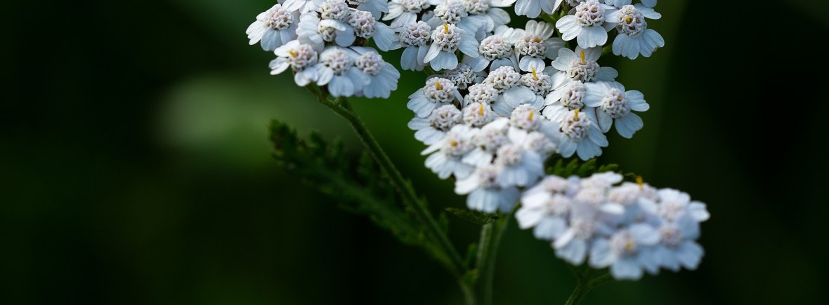 yarrow
