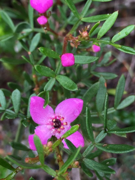 Boronia safrolifera