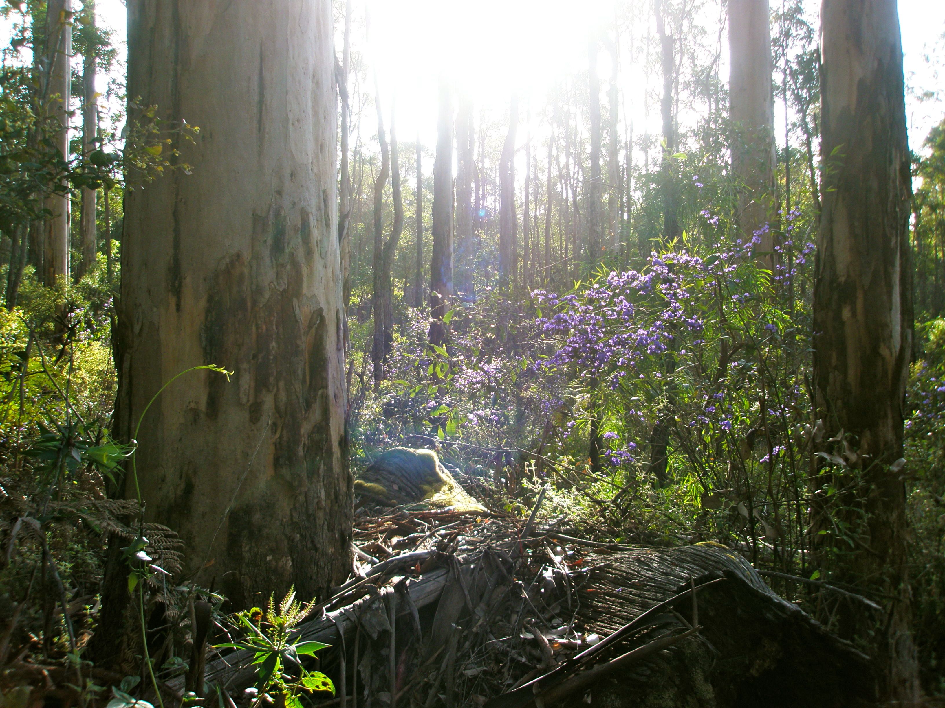 Tree Hovea