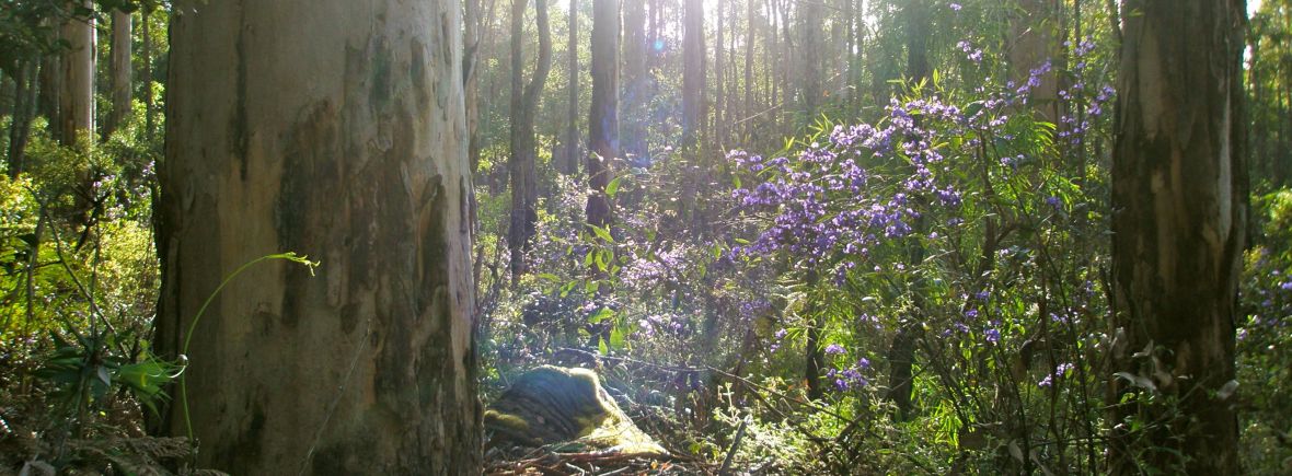 Tree Hovea