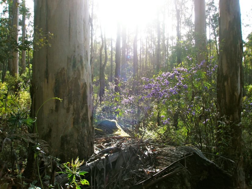 Tree Hovea