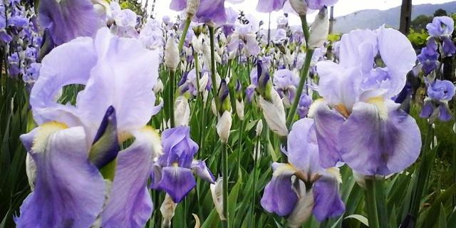 Iris florentina