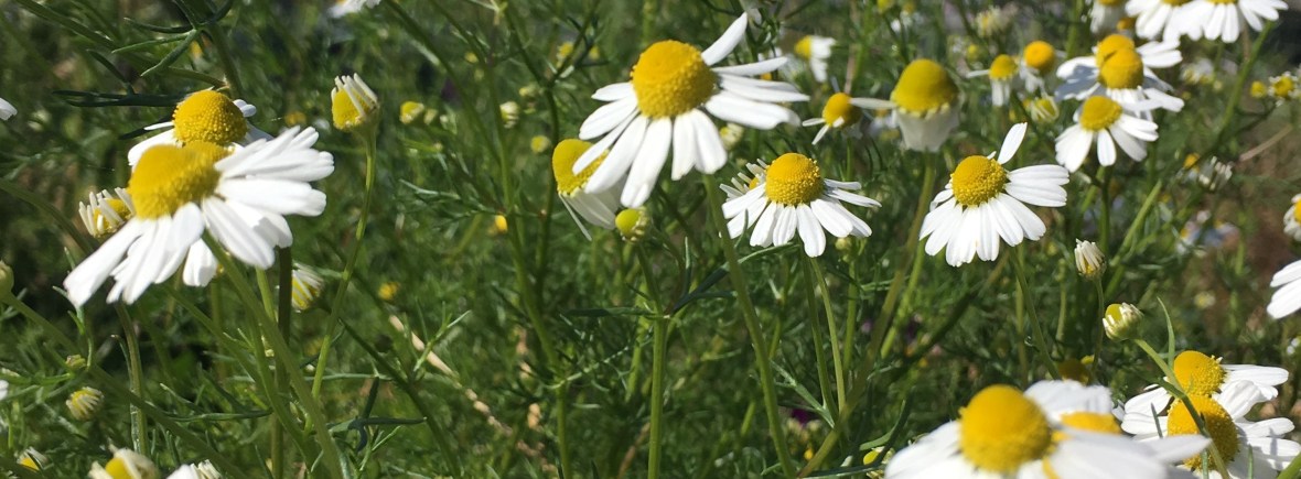 Chamomile flower code