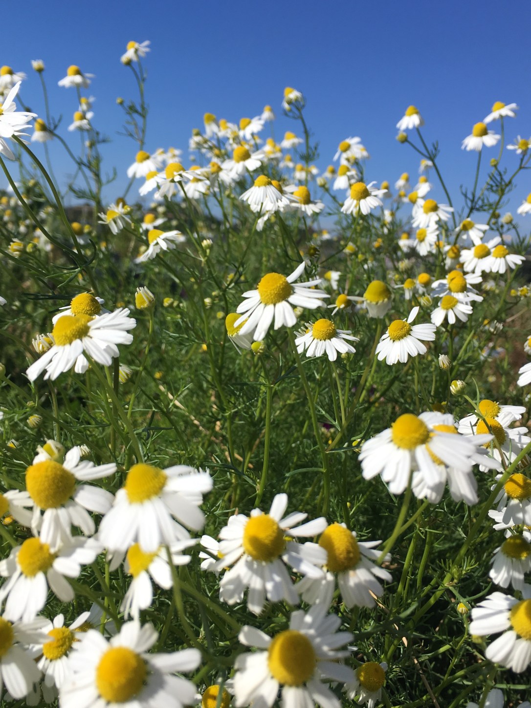 Chamomile flower code