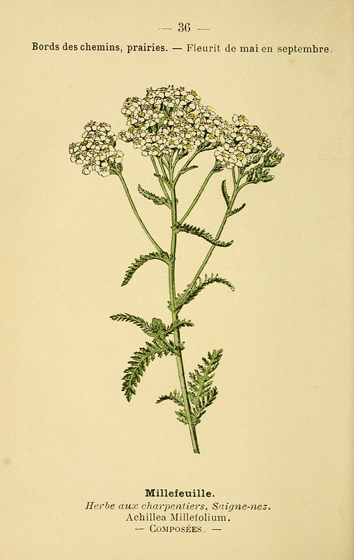 yarrow