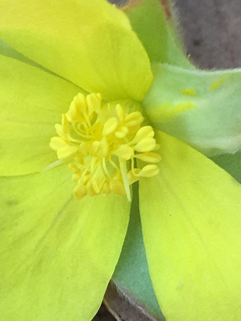 hibbertia flower