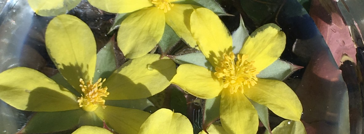 hibbertia flower essence