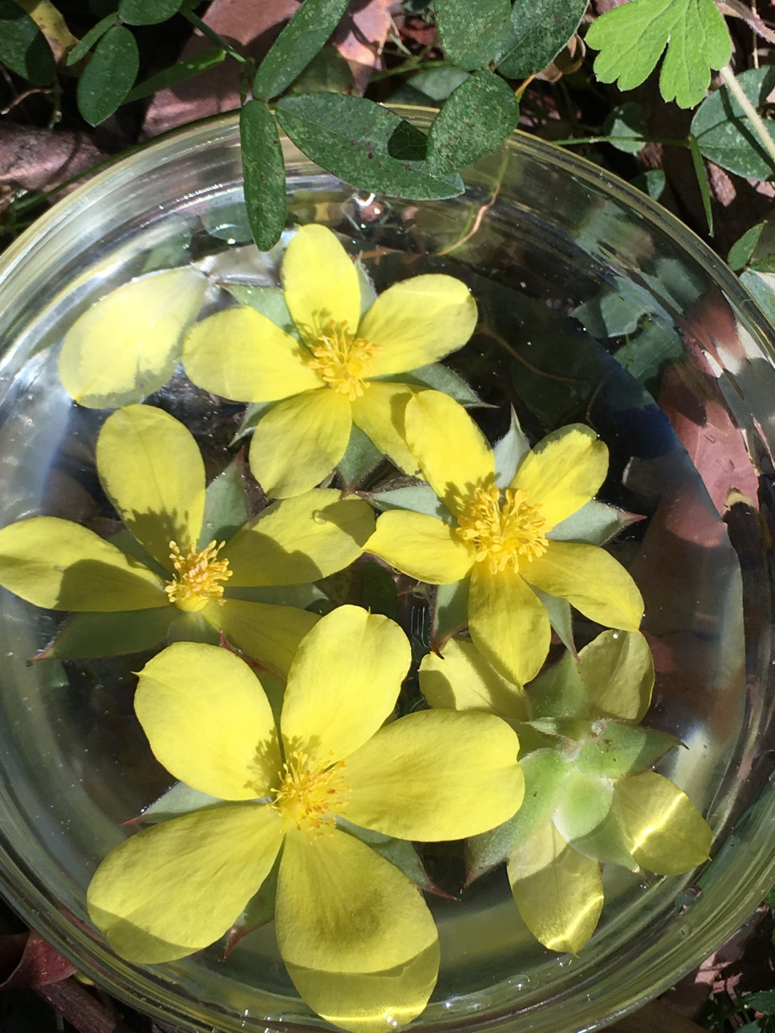 hibbertia flower essence