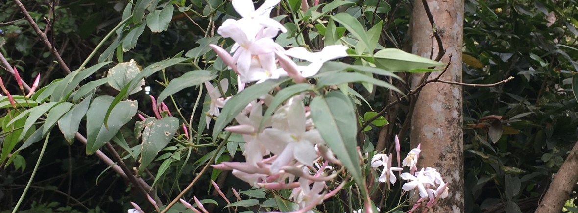 Jasmine flowers