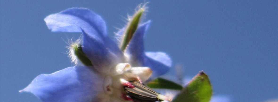 The Flower Codes Book 1: Sacred Birth